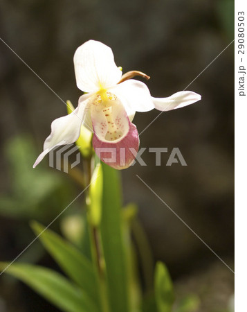 パフィオペディルム パフィオペディルム 29080503