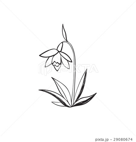 Snowdrop sketch icon 29080674