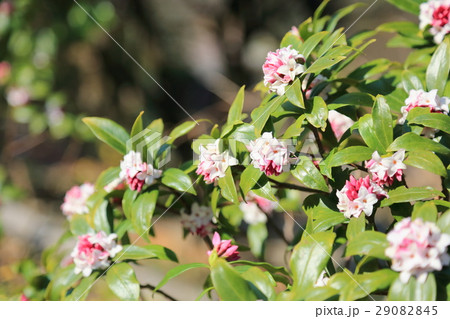 ジンチョウゲの花 ジンチョウゲの花 29082845