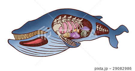 クジラ シロナガスクジラ ヒゲクジラのイラスト素材