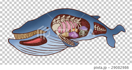 クジラ シロナガスクジラ ヒゲクジラのイラスト素材