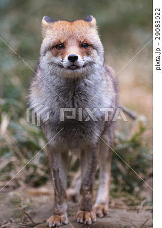 ホンドキツネ　正面　たて 29083022