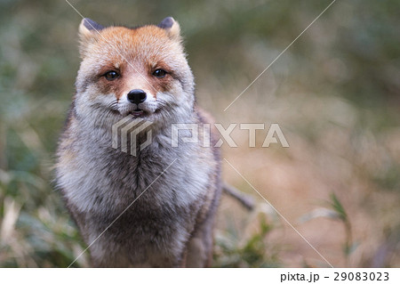 ホンドキツネ 正面 よこ ホンドキツネ 正面 よこ 29083023