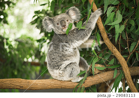 Koala in a eucalyptus tree. Koala in a eucalyptus tree. 29083113