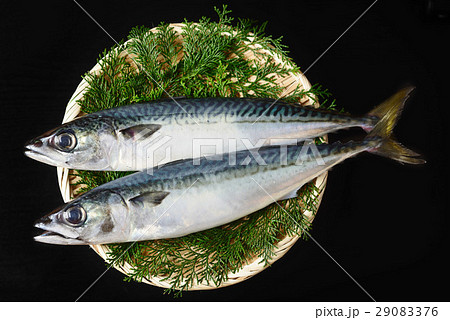 真さば 真さば 29083376