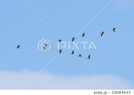 オオヒシクイ群飛 オオヒシクイ群飛 29084645