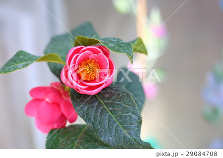 ベトナム系ツバキの花　ハイドゥンツバキ 29084708