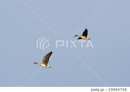 オオヒシクイ飛翔 オオヒシクイ飛翔 29084730