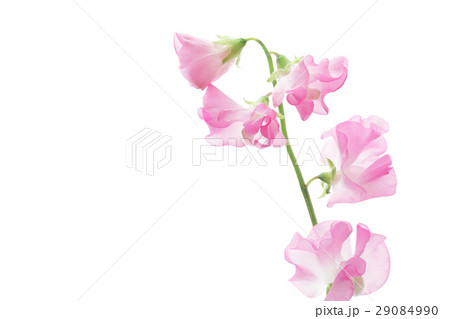 桃色のスイートピー 桃色のスイートピー 29084990