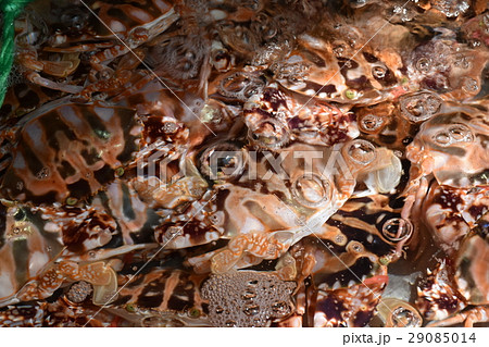 観光 見物 遊覧 29085014