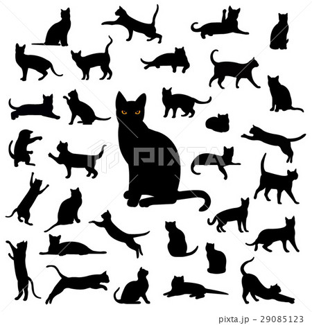 Black Cat Collection 29085123