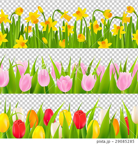 Tulip And Narcissus Border With Transparent 29085285