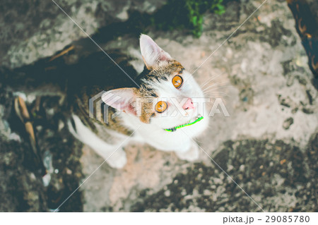 Thai cat. Thai cat. 29085780