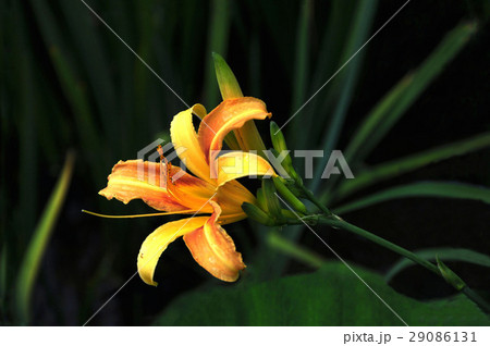 ニッコウキスゲ キスゲ デイリリー 29086131