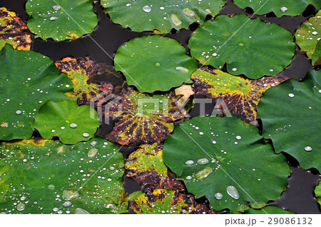 睡蓮 スイレン 水連 29086132