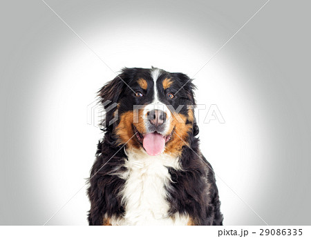Bernese Mountain Dog Bernese Mountain Dog 29086335