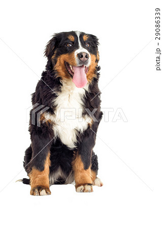 Bernese Mountain Dog on a white background 29086339