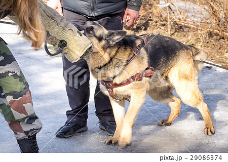 police shepherd dog attacks  29086374