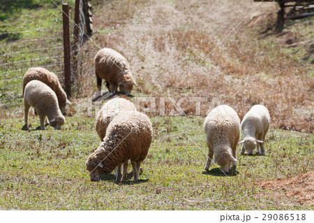 Sheep in nature on meadow. Farming outdoor. 29086518