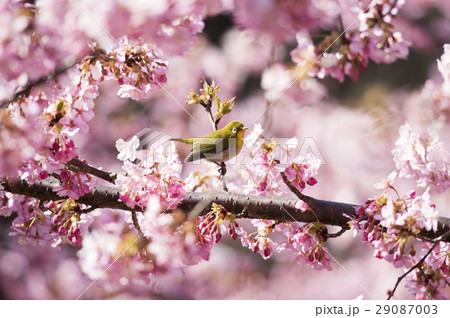 河津桜とメジロ 29087003
