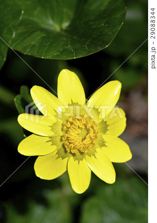 ヒメリュウキンカ 姫立金花 の写真素材