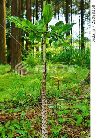 珍しい野草・蝮の斑紋に似ているとされる斑模様が刻まれて伸びるマムシグサの長い偽茎・縦位置 29088369