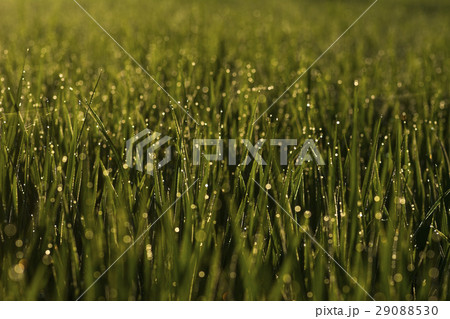Green grass with water blurred background Green grass with water blurred background 29088530