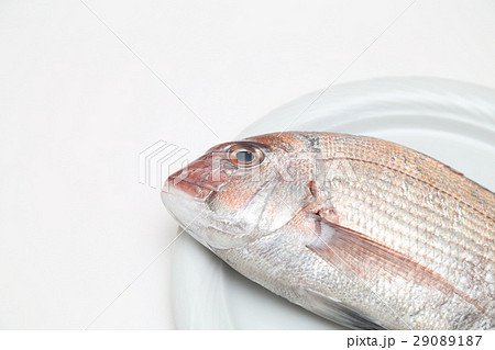 鯛　白バック 29089187