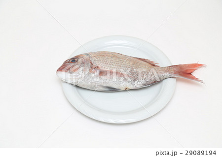 鯛　白バック 29089194