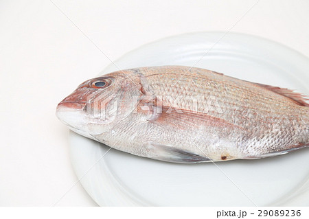 鯛　白バック 29089236