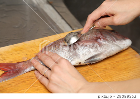 鯛料理　うろこ取り 29089552