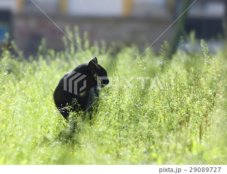 Black cat hunting Black cat hunting 29089727