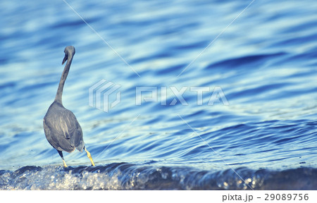 Little blue heron (Egretta caerulea) Little blue heron (Egretta caerulea) 29089756