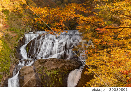 袋田の滝 秋の紅葉 袋田の滝 秋の紅葉 29089801