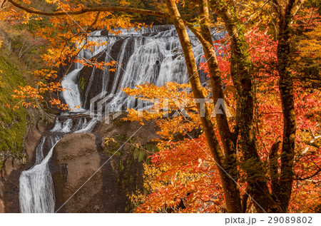 袋田の滝　秋の紅葉 29089802