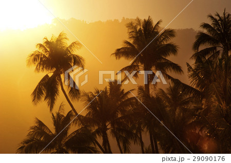 Sunset palms 29090176