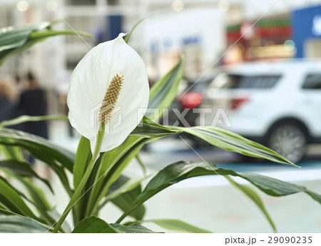 Bluming flowers in shopping center 29090235
