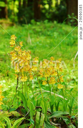 日本の野の花・共に日本固有種のジエビネとキエビネの自然交配種のタカネエビネの美しい花・縦位置の写真素材 [29090385] - PIXTA