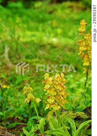 日本の野の花 共に日本固有種のジエビネとキエビネの自然交配種のタカネエビネの美しい花 縦位置の写真素材