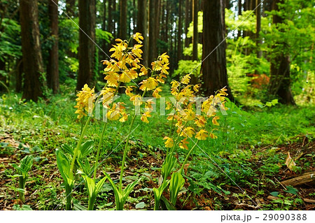 日本の野の花・共に日本固有種のジエビネとキエビネの自然交配種のタカネエビネの美しい花・横位置 日本の野の花・共に日本固有種のジエビネとキエビネの自然交配種のタカネエビネの美しい花・横位置 29090388