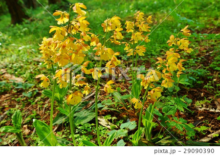 日本の野の花・共に日本固有種のジエビネとキエビネの自然交配種のタカネエビネの美しい花・横位置 29090390
