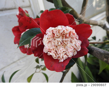 濃い赤の一重咲きに花芯が特長的なツバキ ト伴 ぼくはん 椿である の写真素材