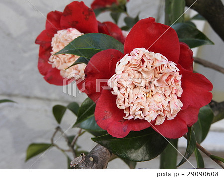 濃い赤の一重咲きに花芯が特長的なツバキ、ト伴(ぼくはん)椿である。 29090608