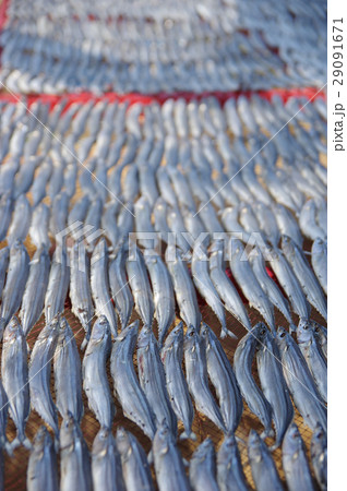 河津名物　秋刀魚の干物「針子」 29091671