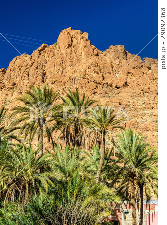Palm trees at Todgha Gorge, a canyon in the Atlas Palm trees at Todgha Gorge, a canyon in the Atlas 29092368