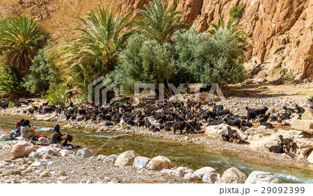 Herd of goats at the Todra River, Morocco Herd of goats at the Todra River, Morocco 29092399