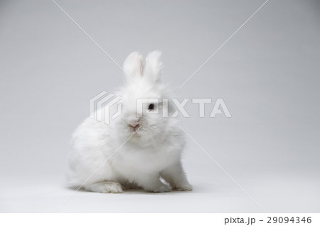 Video of white rabbit on blue screen Video of white rabbit on blue screen 29094346