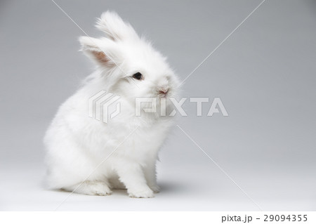 white rabbit 29094355