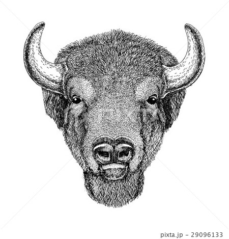 Wild Bison Large Mammal Hand Drawn Illustrationのイラスト素材