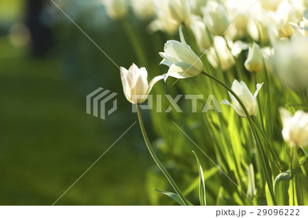 Fresh White Tulips Fresh White Tulips 29096222